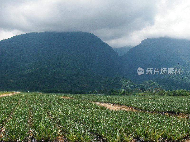 洪都拉斯拉塞巴附近的Pico Bonito山峰被低云层遮蔽